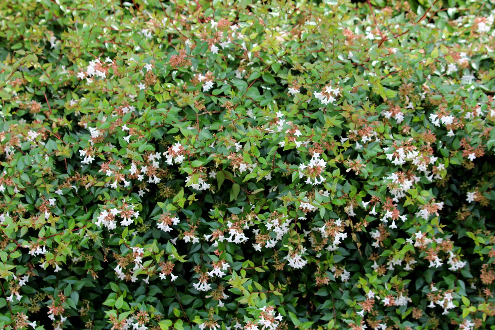 Abelia Compacta